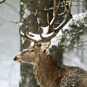 zasnežený král....