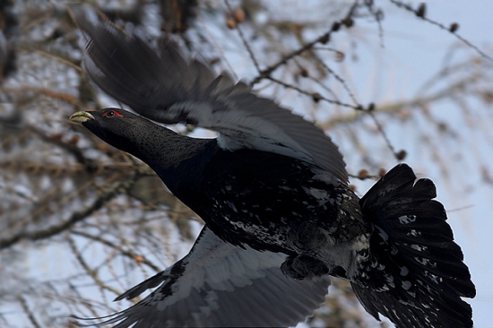 Hlucháň - pokus o letovku :)