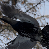 Hlucháň - pokus o letovku :)