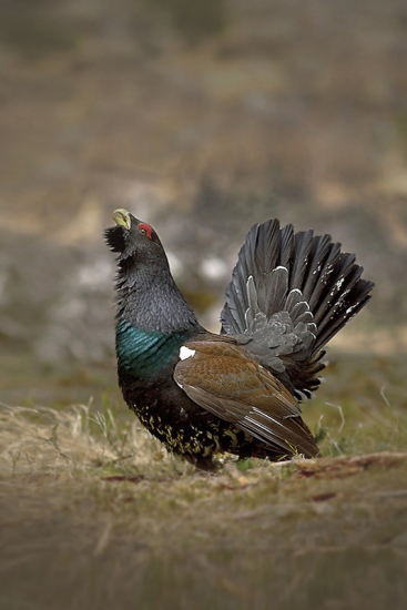 Tokajúci hlucháň :)