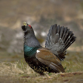 Tokajúci hlucháň :)
