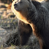 moc blízke stretnutie