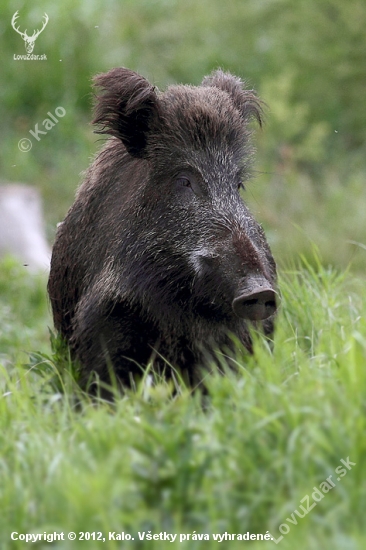 Lanštiak