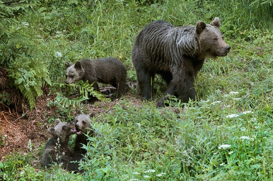 medvedia rodinka...