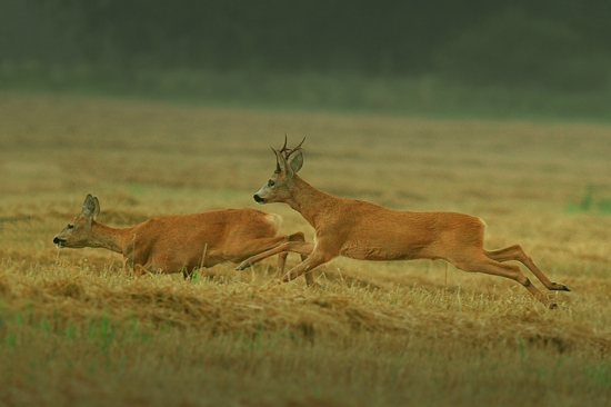 naháňačka v daždivom ráne