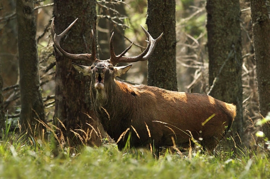 Keď reve do objektívu..