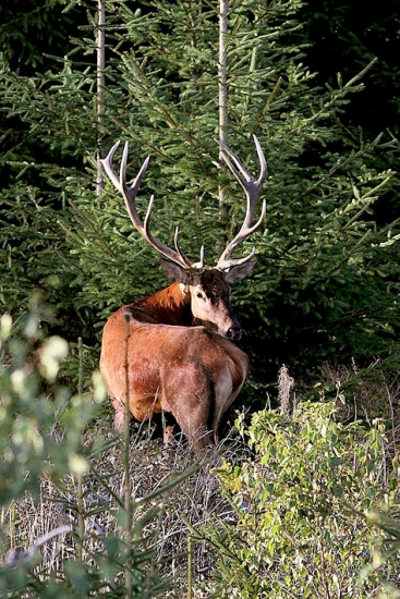 z tých lepších.....