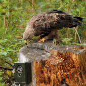 fotí, či nefotí..