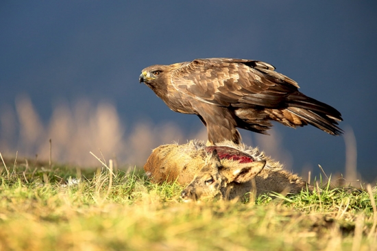 Skalák pri západe slnka