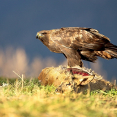 Skalák pri západe slnka