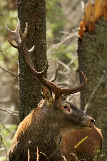 Spomienka na ruju...