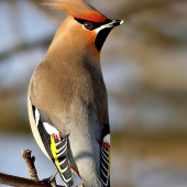 Chochláč severský