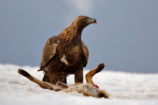 Keď orol vyvrhuje...aj líška sa smeje