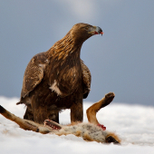 Keď orol vyvrhuje...aj líška sa smeje