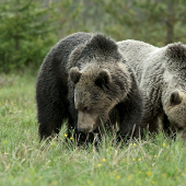 Máj , lásky čas...