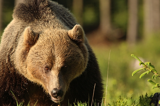 Bližšie už neostril objektív.... cca 250 kg