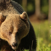 Bližšie už neostril objektív.... cca 250 kg