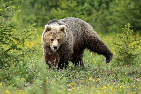 medvedí rock n roll