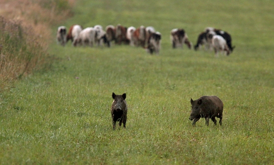 Novodobý pastieri...