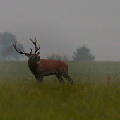 Ranný návrat z lúk