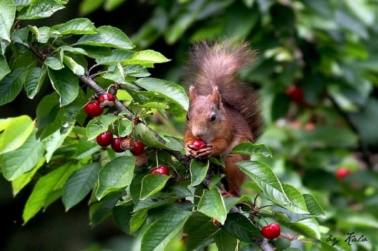 Ked ešte nedozreli orechy......