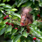 Ked ešte nedozreli orechy......