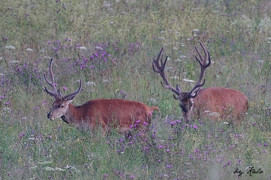 Raritka a jeden z tých lepších