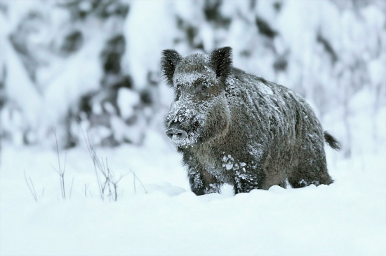 zobudený spod snehovej prikrývky