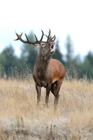 Ručanie v mrazivom ráne
