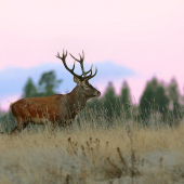 Driemajúc z rujoviska