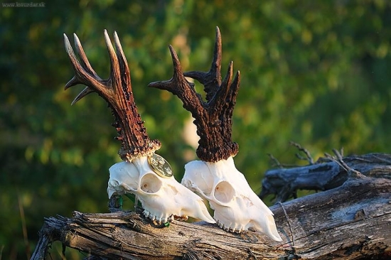 Kapitalne, 150,4b a druhý ???