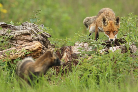 Od strachu sa .........