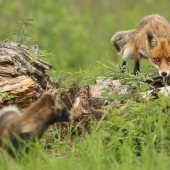 Od strachu sa .........