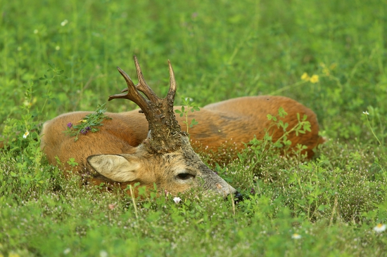 spomienka na môjho naj...   170,64b