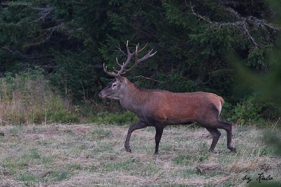 Na horskej lúke -1380m.n.v.