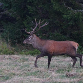 Na horskej lúke -1380m.n.v.