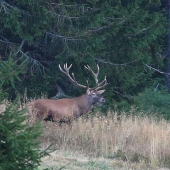 Ďalší - starší pán