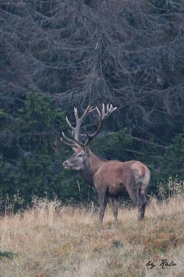 Král sa na pár sekund ukázal