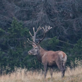 Král sa na pár sekund ukázal