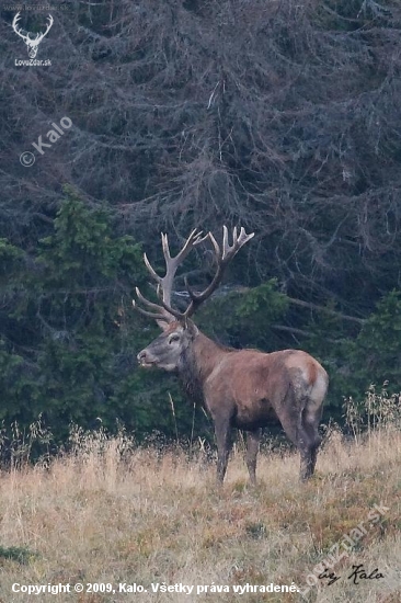 Král sa na pár sekund ukázal