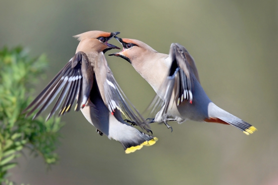 Hašteriví severania