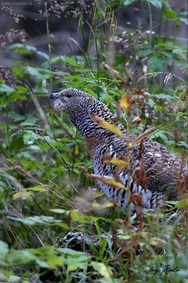 čo sa dá odfotit počas ruje....