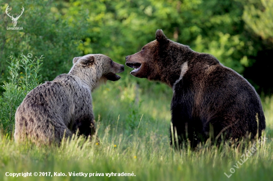Medvedí konflikt