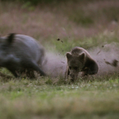 dostalo priučku od diviačice