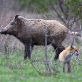 Stráž zľava, ja sprava !