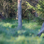 zautočil na lanštiaka