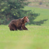 Ranný návrat z kukurice...