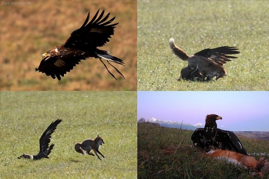 lov s orlami na Liptove