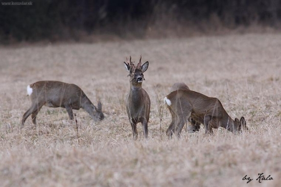pre lyko ani nevidím...