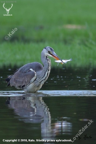 loviaca volavka